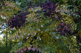 elderberry